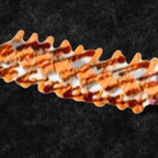 Best Crazy Roll in Homewood, IL